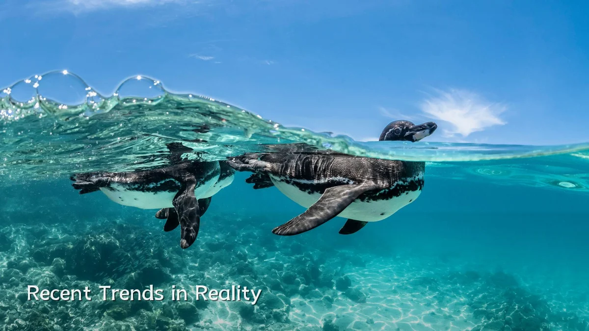Recent Trends in Reality